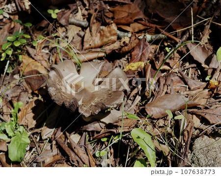 キノコの生えている秋の景色　茶色いキノコ 107638773