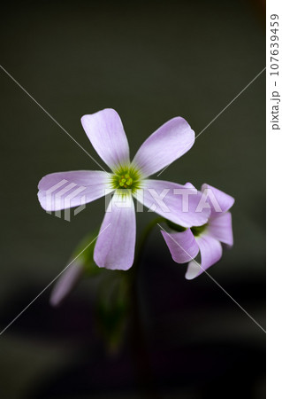 オキザリス・トリアングラリスの花 オキザリス・トリアングラリスの花 107639459