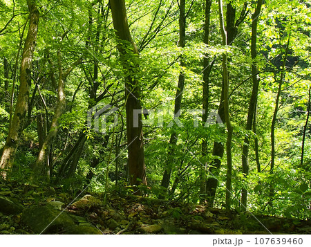 豊かな森林浴環境の付知峡・遊歩道A 107639460