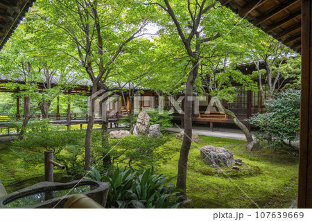 建仁寺　潮音庭　美しい庭（京都市東山区） 107639669
