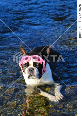 都幾川の浅瀬に伏せて渓流を見つめるボストンテリアのマイティ君♡ 都幾川の浅瀬に伏せて渓流を見つめるボストンテリアのマイティ君♡ 107639826