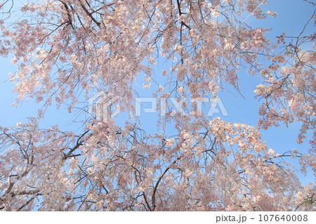 サクラ サクラ 107640008