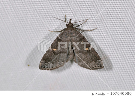 シロホシクロアツバ（北海道・層雲峡） 107640080