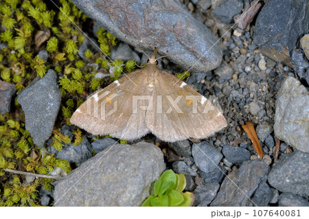 シロモンアツバ（北海道・上川町） 107640081