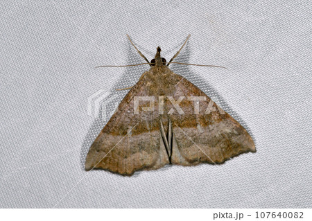 チャバネフタオビアツバ(北海道・層雲峡) チャバネフタオビアツバ(北海道・層雲峡) 107640082