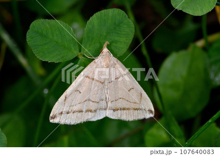 ツマオビアツバ(北海道・層雲峡) ツマオビアツバ(北海道・層雲峡) 107640083