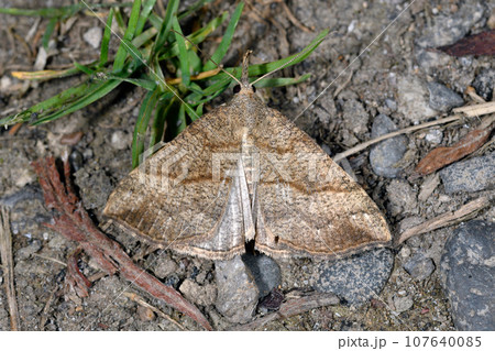 フタオビアツバ(北海道・鶴居村) フタオビアツバ(北海道・鶴居村) 107640085