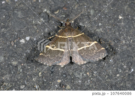 フタスジアツバ(北海道・鶴居村) フタスジアツバ(北海道・鶴居村) 107640086