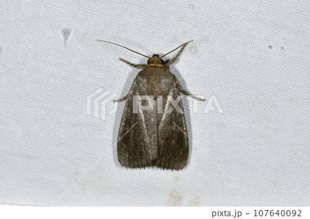 カラスヨトウ(北海道・鶴居村) カラスヨトウ(北海道・鶴居村) 107640092