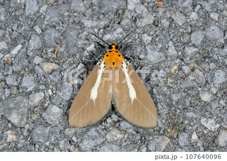 シロスジヒトリモドキ(沖縄県・石垣市) シロスジヒトリモドキ(沖縄県・石垣市) 107640096