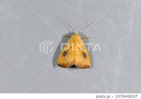 テンクロアツバ(北海道・鶴居村) テンクロアツバ(北海道・鶴居村) 107640097