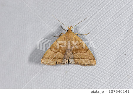 ウスグロアツバ（北海道・鶴居村） 107640141