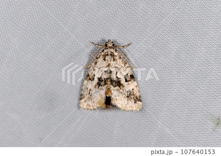 クロモンコヤガ（北海道・鶴居村） 107640153