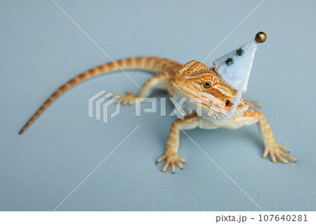 Bearded dragon, pogona vitticeps, isolated on blue background, Tiger Pattern Morphs. Professional studio macro photography on isolated blue background. Dragon in a New Year's blue cap. New Year card. 107640281