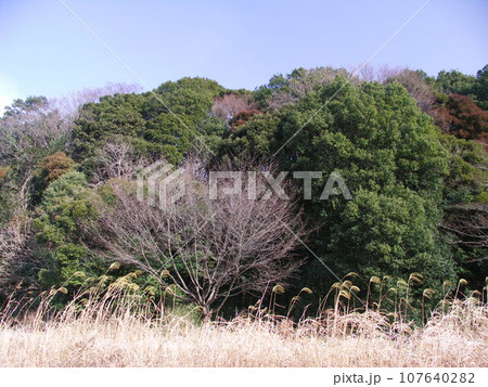 早春の枯れ芒の生える野原と森風景 早春の枯れ芒の生える野原と森風景 107640282