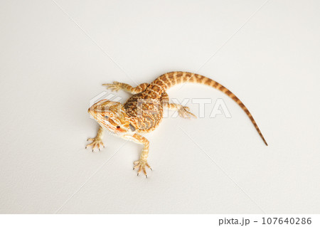 Bearded dragon, pogona vitticeps, isolated on white background, Tiger Pattern Morphs. Professional studio macro photography on isolated white background Bearded dragon, pogona vitticeps, isolated on white background, Tiger Pattern Morphs. Professional studio macro photography on isolated white background 107640286