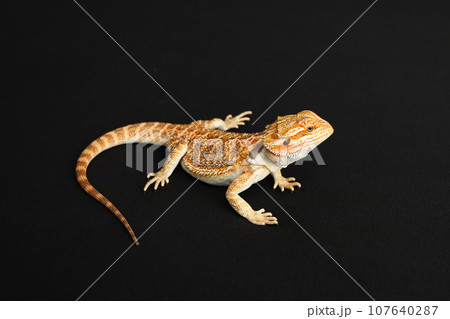 Bearded dragon, pogona vitticeps, isolated on black background, Tiger Pattern Morphs. Professional studio macro photography on isolated white background 107640287