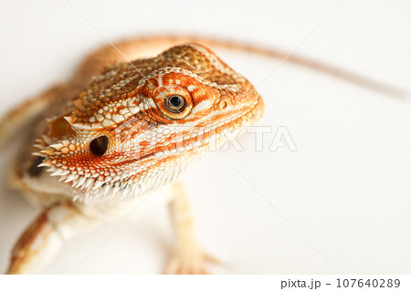 Bearded dragon, pogona vitticeps, isolated on white background, Tiger Pattern Morphs. Professional studio macro photography on isolated white background 107640289