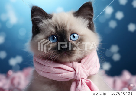 ピンクのマフラーを巻いた青い目の子猫 Generative ai 107640401