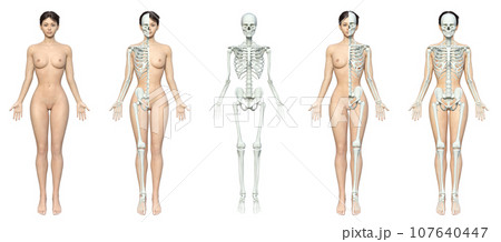 セット】半身が骨格模型の人体解剖図のイラスト 日本人3Dモデルの全身正面 5ポーズのイラスト素材 [107640447] - PIXTA