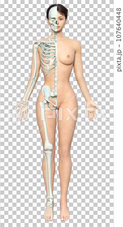 右半身が骨格模型の女性のイラスト 日本人3Dモデルの全身正面 右半身が骨格模型の女性のイラスト 日本人3Dモデルの全身正面 107640448