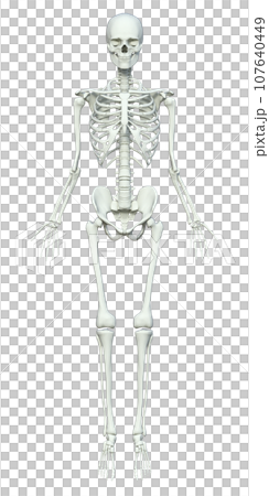 人体の骨格標本 骨格模型 全身正面 3Dイラスト 107640449