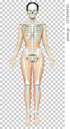 Illustration of a woman with overlapping muscles and skeletal model Japanese 3D model full body front 107640450