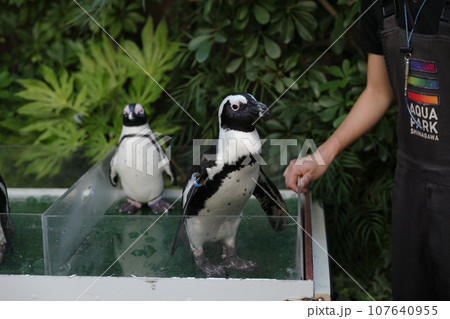 ケープペンギン 動物 動物学 107640955