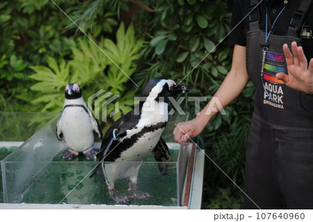 ケープペンギン 動物 動物学 107640960