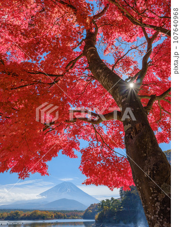 山梨精進湖_富士山と紅葉の絶景風景 107640968