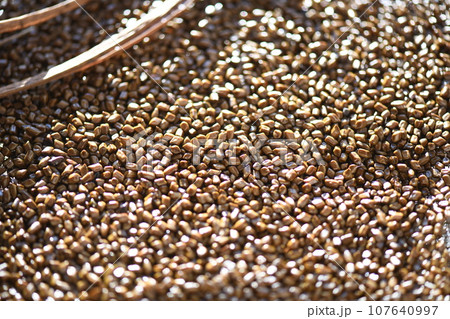 薬草・エビスグサ（恵比須草）の種子 107640997