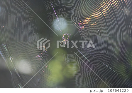 クモ（蜘蛛）の巣 107641229