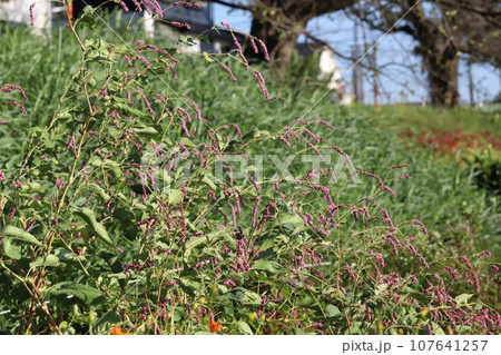 秋の公園に咲く赤いオオケタデの花 107641257