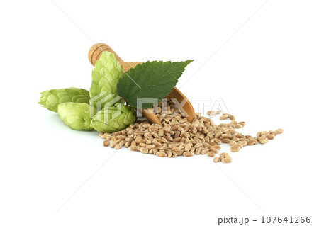 Hops cones and wooden scoop filled with grains on white Hops cones and wooden scoop filled with grains on white 107641266