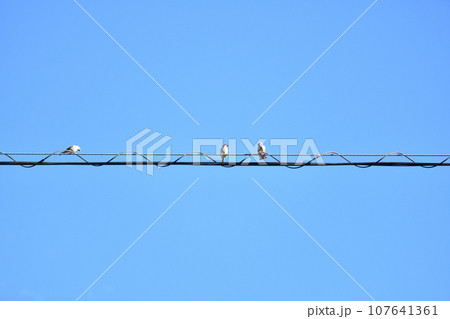 スズメ（雀）と光ケーブル 107641361