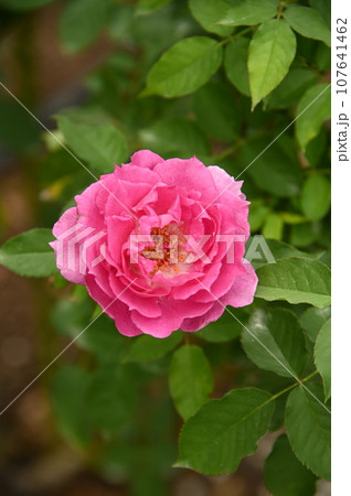 秋バラの花 秋バラの花 107641462