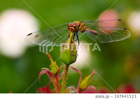 dragonfly on a leaf 107641523