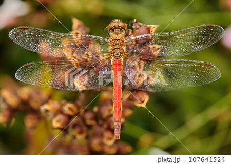 dragonfly on a tree 107641524