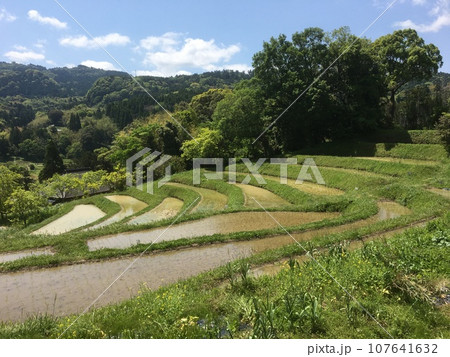 大山千枚田、田植えを終えたばかりの最上段の棚田たち 大山千枚田、田植えを終えたばかりの最上段の棚田たち 107641632