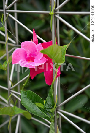 ピンク色のクライミングサンパラソルの花 ピンク色のクライミングサンパラソルの花 107641650