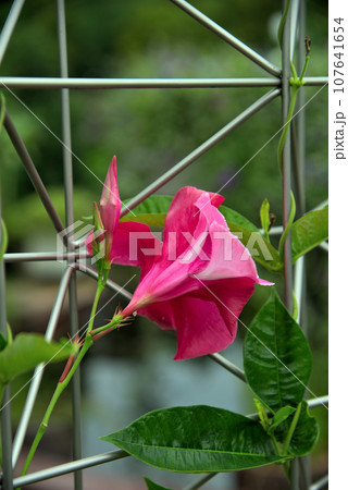 ピンク色のクライミングサンパラソルの花 107641654