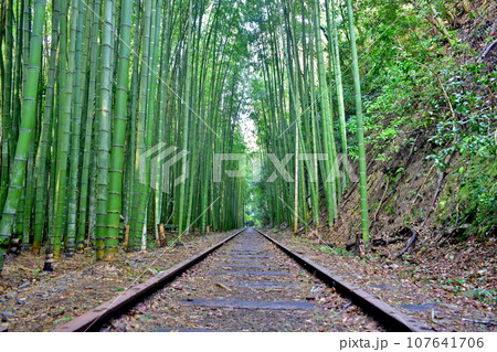 鳥取 廃線跡 竹林 旧国鉄倉吉線廃線跡 鳥取 廃線跡 竹林 旧国鉄倉吉線廃線跡 107641706