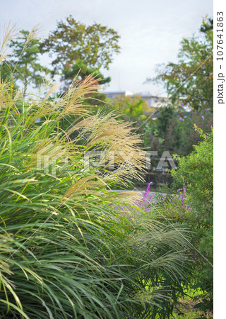 秋の日差しを浴びたススキ 107641863