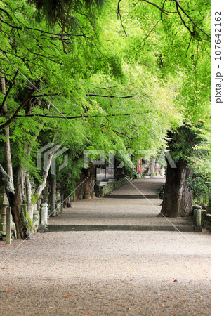 積田神社の緑に包まれる参道 107642162
