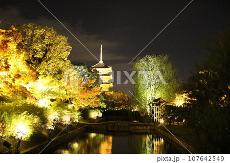 ライトアップした東寺と紅葉 107642549