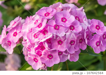 Pink phlox flowers. Phlox paniculata. Flowering herbaceous plants. Blooming phlox paniculata in the garden Pink phlox flowers. Phlox paniculata. Flowering herbaceous plants. Blooming phlox paniculata in the garden 107642564