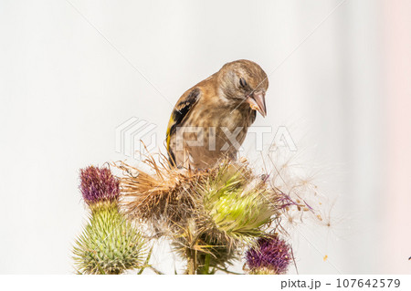 European goldfinch with juvenile plumage, feeding on the seeds of thistles. Carduelis carduelis. European goldfinch with juvenile plumage, feeding on the seeds of thistles. Carduelis carduelis. 107642579