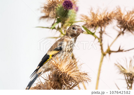 European goldfinch with juvenile plumage, feeding on the seeds of thistles. Carduelis carduelis. 107642582