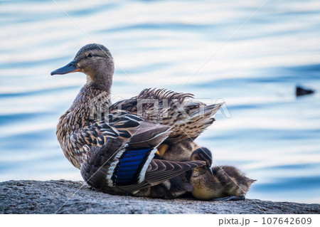Adult duck with many ducklings sits on green shore of pond 107642609