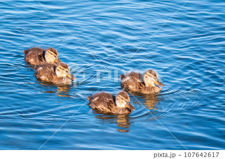Cute little duckling swimming alone in a lake or river with calm water Cute little duckling swimming alone in a lake or river with calm water 107642617